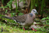 Adult Spotted Dove