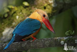 Adult Stork-billed Kingfisher