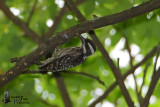 Sunda Pygmy Woodpecker (ssp. moluccensis)