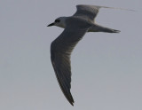 Gull-billed Tern (Sandtärna)