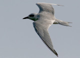 Gull-billed Tern (Sandtärna)