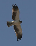 Booted Eagle (Dvrgrn)