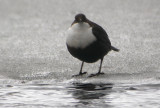 White-throated Dipper (Strmstare)