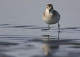 Little Stint (Calidris minuta)