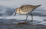 Little Stint (Calidris minuta)