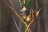 Bluethroat (Luscinia svecica) Blhake