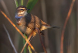 Bluethroat (Luscinia svecica) Blhake