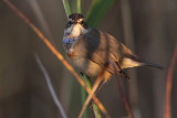 Bluethroat (Luscinia svecica) Blhake