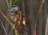 Bluethroat (Luscinia svecica) Blhake