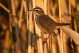 Bluethroat (Luscinia svecica) Blhake