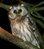Tengmalms Owl (Aegolius funereus) Prluggla