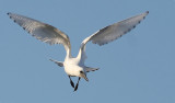 Ivory Gull (Pagophila eburnea), Isms