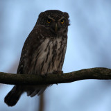 Eurasian Pygmy Owl (Glaucidium pesserinum), Sparvuggla
