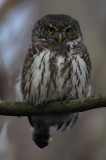 Eurasian Pygmy Owl (Glaucidium pesserinum), Sparvuggla
