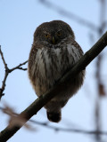 Eurasian Pygmy Owl (Glaucidium pesserinum), Sparvuggla