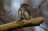 Eurasian Pygmy Owl (Glaucidium pesserinum), Sparvuggla