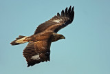 Golden Eagle (Aquila chrysaetos), Kungsrn