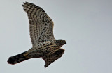 Northern Goshawk (Accipiter gentilis), Duvhk