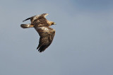 Golden Eagle (Aquila crysaetos), Kungsrn