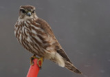 Merlin (Falco columbarius), Stenfalk