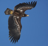 White-Tailed Eagle (Haliaeetus albicilla), Havsrn