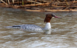 Goosander (Mergus merganser), Storskrak