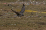 Gyrfalcon (Falco rusticolus), Jaktfalk