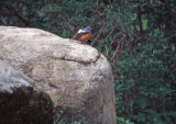 Rufous-tailed Rock Trush (Monticola saxatilis), Stentrast, Agunnaryd 1999
