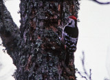 White-backed Woodpecker (Dendrocopos leucotos), Vitryggig hackspett