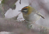 Firecrest (Regulus ignicapilla), Brandkronad kungsfgel