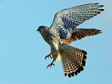 Common Kestrel