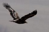 Steppe Eagle (Aquila nipalensis), Stpprn
