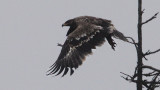 Steppe Eagle (Aquila nipalensis), Stpprn, Sillesj 2009