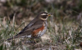 Redwing (Turdus iliacus), Rdvingetrast