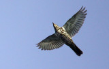 Mistle Trush (Turdus viscivorus), Dubbeltrast