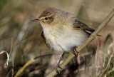 Chiffchaff (Phylloscopus collybita), Gransngare