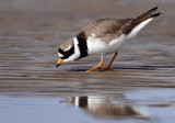 Common Ringed Plover (Charadrius hiaticula), Strre strandpipare