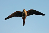 Eurasian Hobby (Falco subbuteo), Lärkfalk