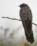 Gk	Cuculus canorus	Common Cuckoo 