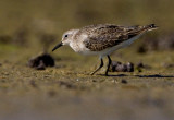 Temminicks Stint (Calidris temminickii), Mosnppa