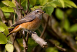 Redstart (Phoenicurus phoenicurus), Rdstjrt