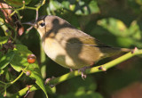 Common Yellowthroat (Geothlypis trichas)