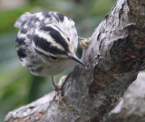 Black-and-white Warbler (Mniotilta varia)