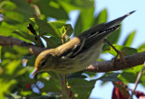Pine Warbler (Dendrocia pinus)