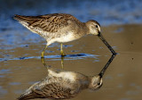 Long-billed Dowitcher (Limnodromus griseus)