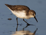 Western Sandpiper (Calidris mauri)