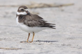 Semipalmated Plover (Charadrius semipalmatus)