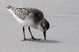 Semipalmated Sandpiper (Calidris pusilla)