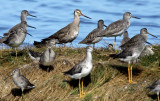 Hudsonian Godwit (Limosa haemastica)