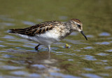 Least Sandpiper (Calidris minutilla)